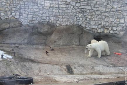 Ходим на пътници клуб обиколка Москва Zoo, Лукас