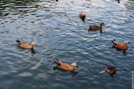 Mergem la grădina zoologică din Moscova, clubul călătorilor Lukas Tour