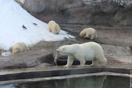 Ходим на пътници клуб обиколка Москва Zoo, Лукас