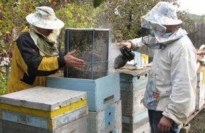 Ефективна обробка бджіл бипином восени практичні поради