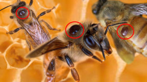 Ефективна обробка бджіл бипином восени практичні поради