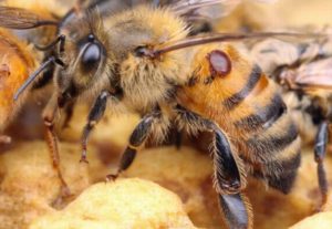 Hatékony kezelés a méhek gyakorlati tanácsokat Bipin ősz