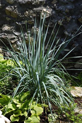 Elymus - o bucată în grădină din față - plante-de-articol