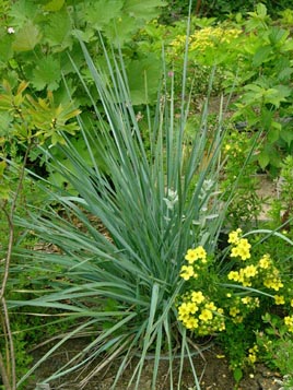 Elymus - o bucată în grădină din față - plante-de-articol