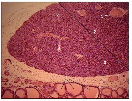 Sistemul endocrin