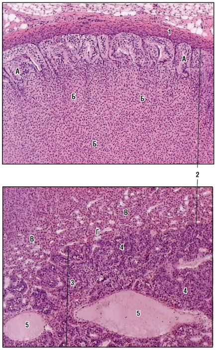 Sistemul endocrin