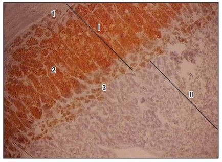 Sistemul endocrin