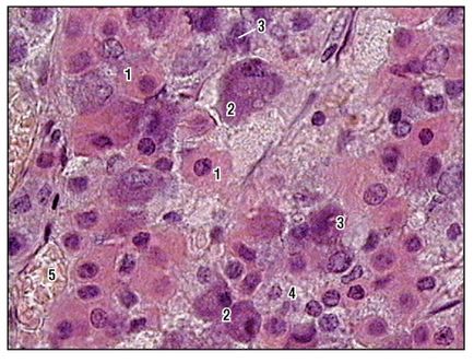 Sistemul endocrin