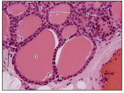 Sistemul endocrin