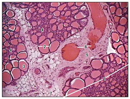 Sistemul endocrin