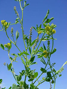 Enciclopedia de plante (trifoi, trifoi dulce)