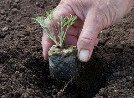 Essholtsiya - în creștere din semințe, atunci când plantate în răsaduri