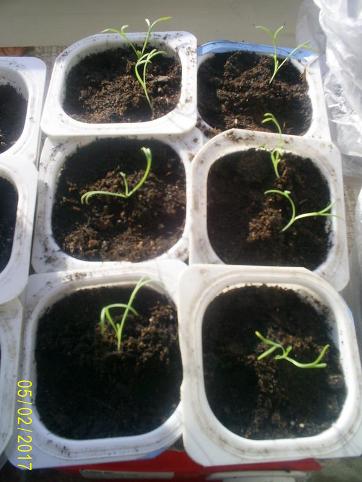 Essholtsiya - în creștere din semințe, atunci când plantate în răsaduri
