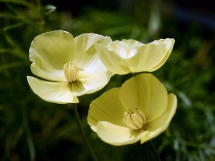 Eschscholzia - Vetőmagtermesztés, ha a növény palánták