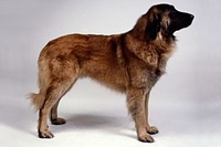 Ештрельская вівчарка (португальська пастуша собака)