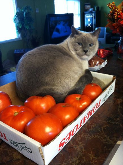 Якщо кішка любить помідори