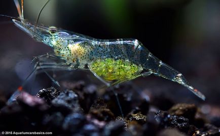 Creaturile fantastice sunt animale transparente, a căror existență este greu de crezut - în știri