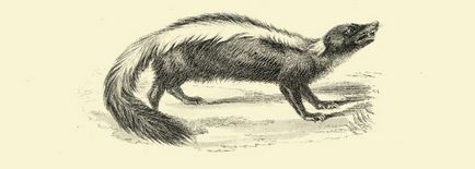 Fanzil, capybara, görény, akik otthon, hanem a macskák és kutyák (macskák) Fanzil, capybara, görény, akik otthon, hanem a macskák és kutyák