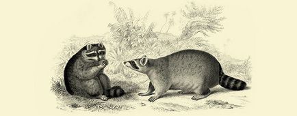 Fanzil, capybara, görény, akik otthon, hanem a macskák és kutyák (otthon) Fanzil, capybara, görény, akik otthon, hanem a macskák és kutyák