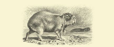 Fanzil, capybara, skunk care să înceapă acasă în loc de pisici și câini