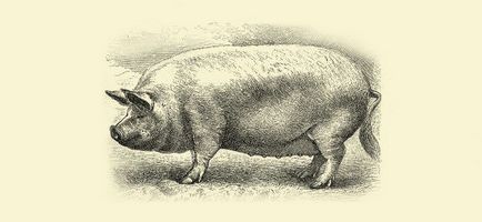 Fanzil, capybara, görény, akik otthon, hanem a macskák és kutyák (ki) Fanzil, capybara, görény, akik otthon, hanem a macskák és kutyák