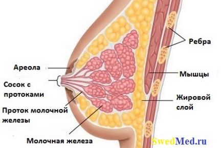 Mastopatie fibroasă a glandelor mamare