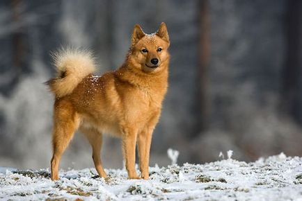 Spitz spaniol (Spar Karelo-Finlanda) fotografie, preț și descriere a rasei