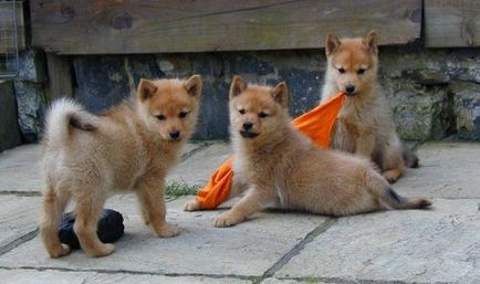 Finn Spitz (karjalai-finn spitz) fotók, ára és leírása a fajta (finn) Finn Spitz (karjalai-finn spitz) fotók, az ár és a fajta leírása