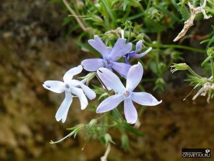 Îngroșările de flori în toamnă după tăierea florilor, transplant