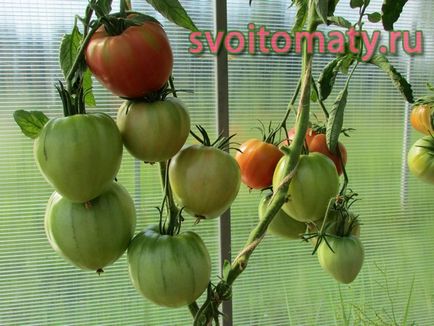 Formarea varietăților nedeterminate de roșii în trei moduri, toate despre tomate (tomate) - video,