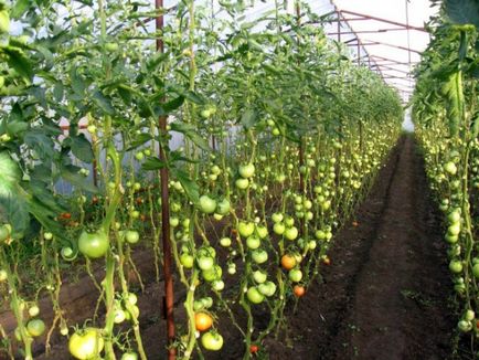 Формування індетермінантних томатів у теплиці