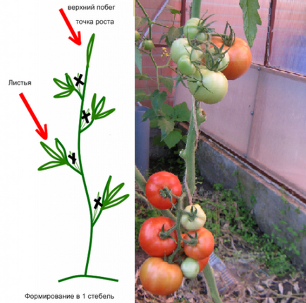 Формування індетермінантних томатів у теплиці