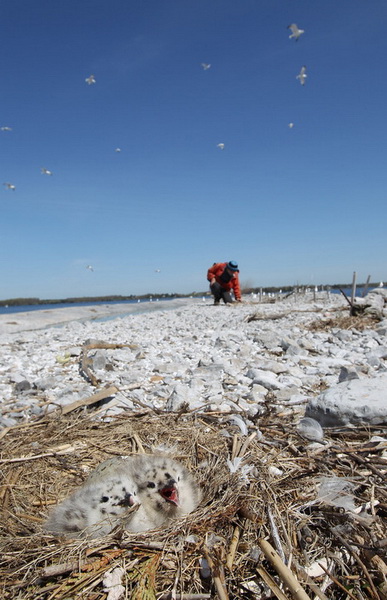 Photofact uitând pescăruși și cormorani pe malul lacului Ontario