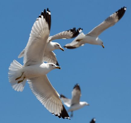 Photofact uitând pescăruși și cormorani pe malul lacului Ontario