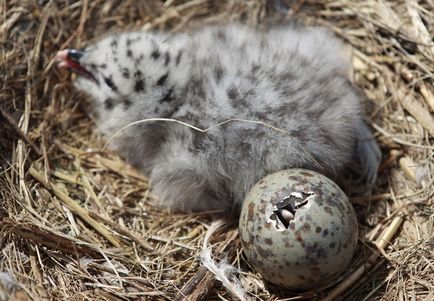 Photofact megfigyelése sirályok és kormoránok a tó partján Ontario