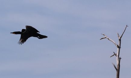 Photofact uitând pescăruși și cormorani pe malul lacului Ontario