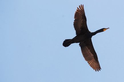 Photofact uitând pescăruși și cormorani pe malul lacului Ontario