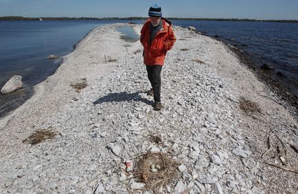 Фотофакт спостереження за чайками і Бакланов на берегах озера онтаріо