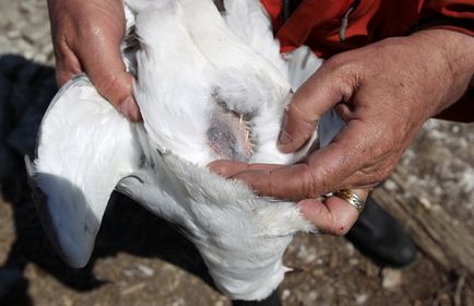 Photofact megfigyelése sirályok és kormoránok a tó partján Ontario