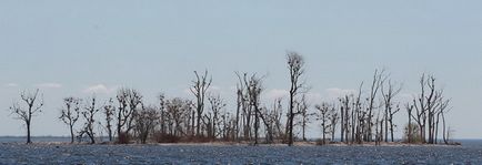 Photofact megfigyelése sirályok és kormoránok a tó partján Ontario