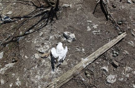 Фотофакт спостереження за чайками і Бакланов на берегах озера онтаріо