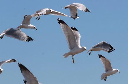 Photofact uitând pescăruși și cormorani pe malul lacului Ontario