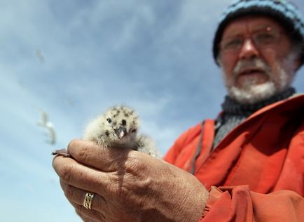 Фотофакт спостереження за чайками і Бакланов на берегах озера онтаріо