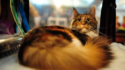 Fotografii de pisici, un site de fotografii, imagini și animații