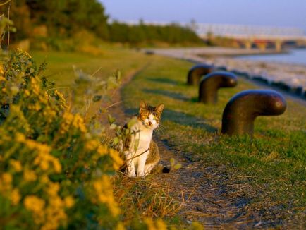 Fotografii de pisici, un site de fotografii, imagini și animații