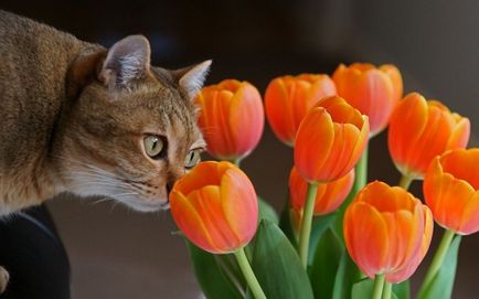 Фотографії кішок, сайт фотографій, картинок і анімацій