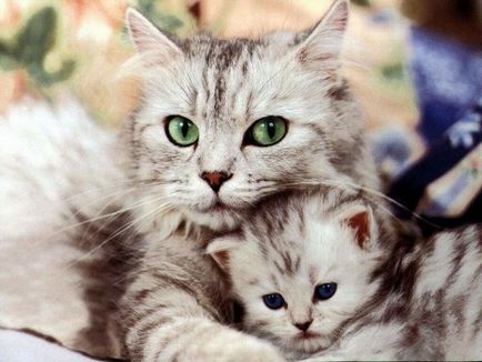 Fotografii de pisici, un site de fotografii, imagini și animații