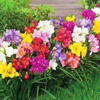 Freesia - plantare și îngrijire