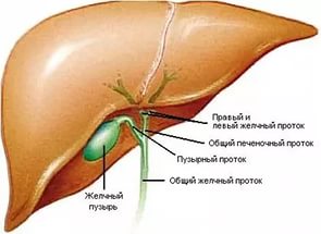 Funcțiile ficatului din corpul uman sunt digestive, non-digestive