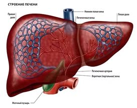 Funcțiile ficatului din corpul uman sunt digestive, non-digestive